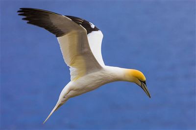 Basstölpel beim Flug